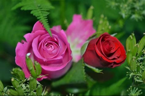 Photo d’Helyo BAILLY