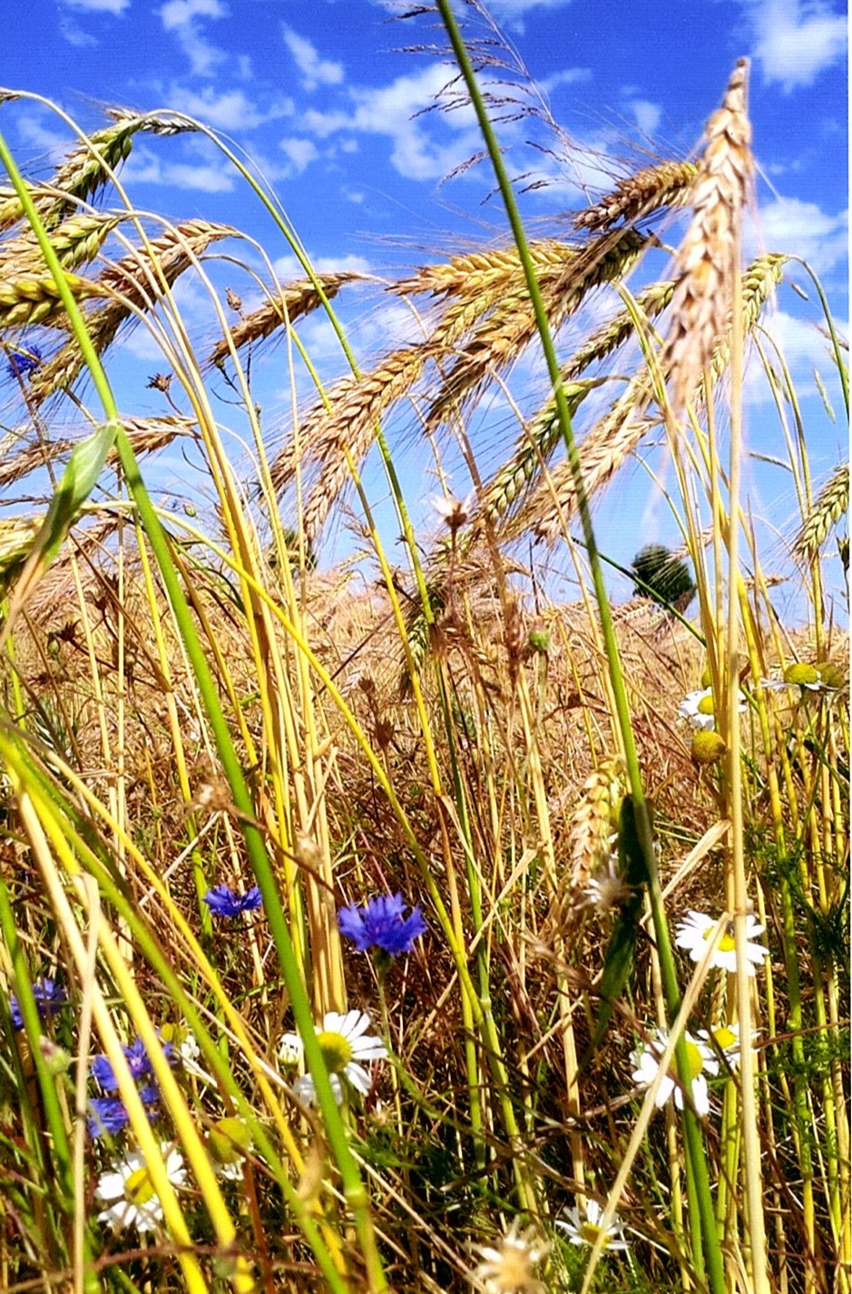 Photo de Jeannine MONICHON